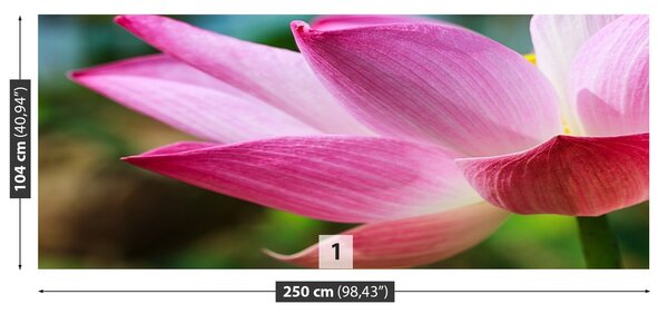 Fototapeta Vliesová Ružový lotos 250x104 cm