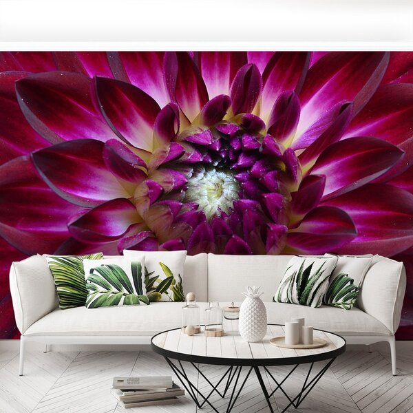 Fototapeta Vliesová Aster fialový 152x104 cm