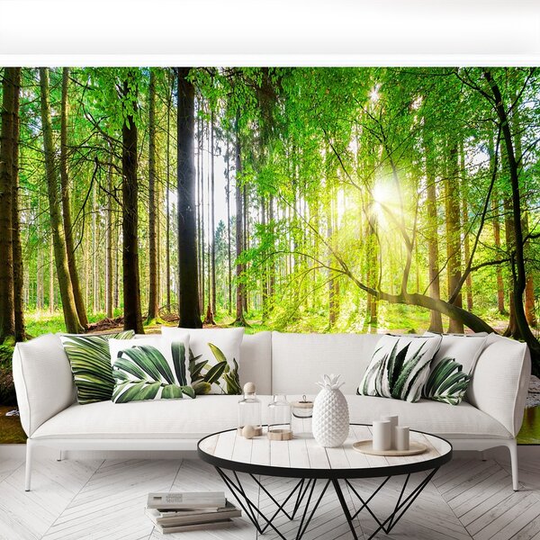 Fototapeta Vliesová Les slnko 250x104 cm