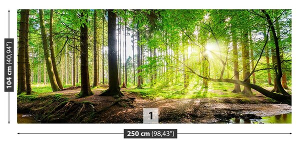 Fototapeta Vliesová Les slnko 250x104 cm