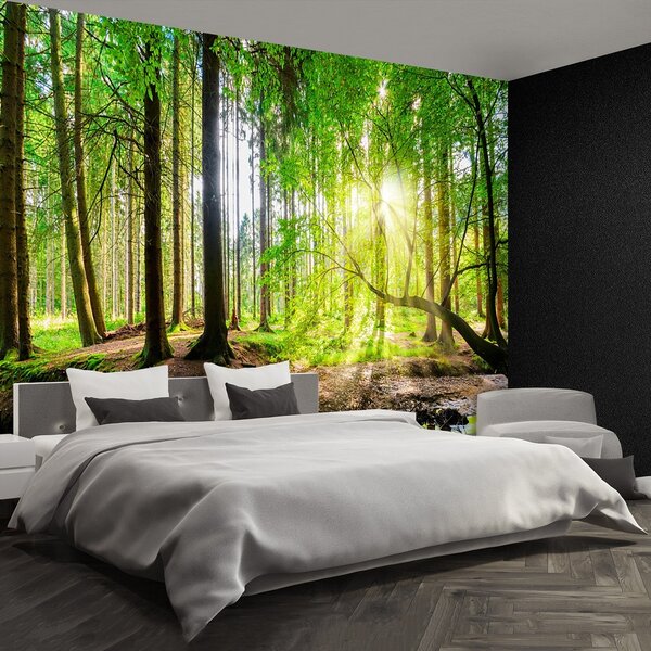 Fototapeta Vliesová Les slnko 250x104 cm