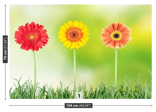 Fototapeta Vliesová Gerbera 104x70 cm