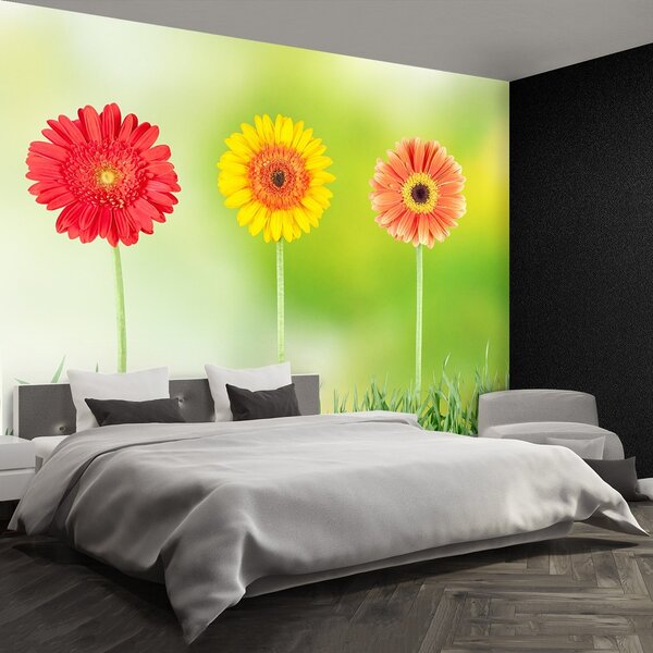 Fototapeta Vliesová Gerbera 104x70 cm