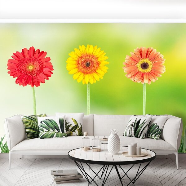 Fototapeta Vliesová Gerbera 104x70 cm