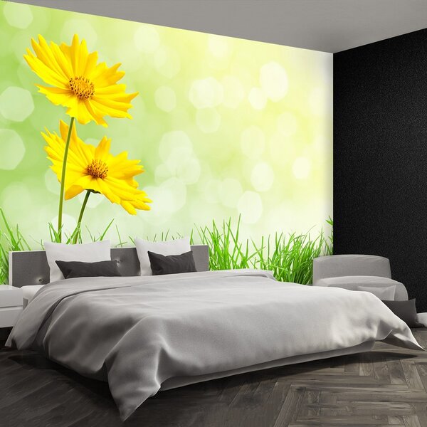 Fototapeta Vliesová Žlté kvety 250x104 cm