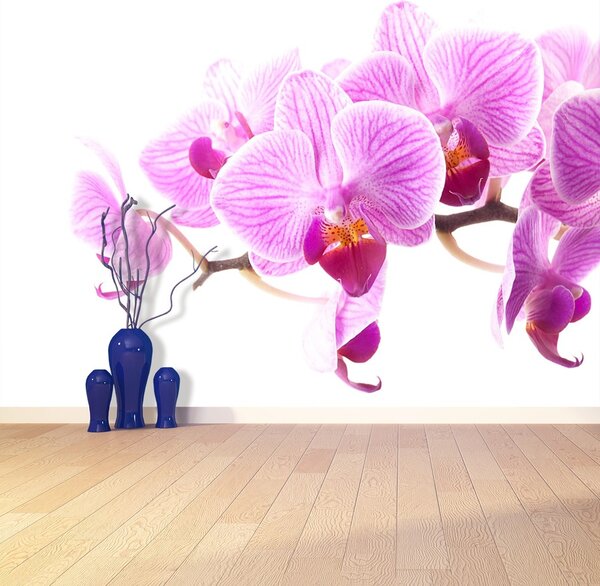Fototapeta Vliesová Ružová orchidea 104x70 cm