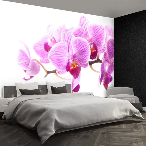 Fototapeta Vliesová Ružová orchidea 104x70 cm