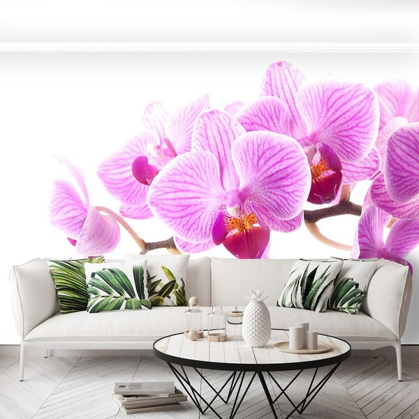 Fototapeta Vliesová Ružová orchidea 104x70 cm