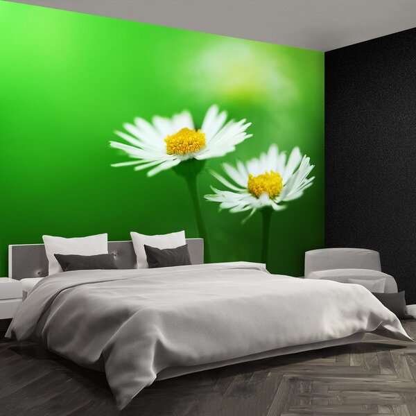 Fototapeta Vliesová Biele sedmokrásky 152x104 cm