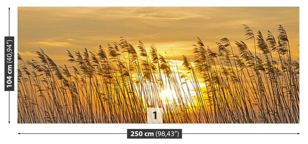 Fototapeta Vliesová Trstina pole 250x104 cm