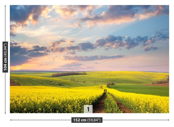 Fototapeta Vliesová Kvitnúce pole 152x104 cm