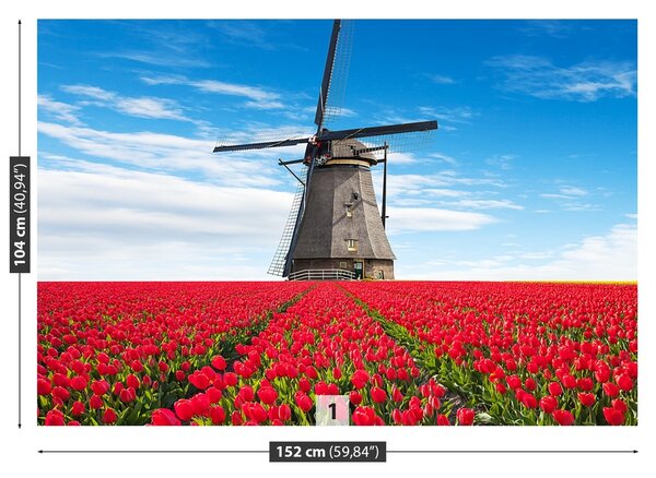 Fototapeta Vliesová Veterný mlyn tulipány 152x104 cm