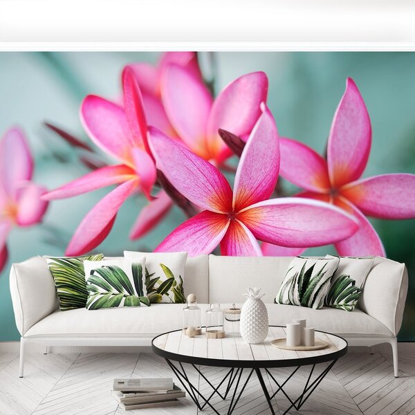 Fototapeta Vliesová Pink plumeria 104x70 cm