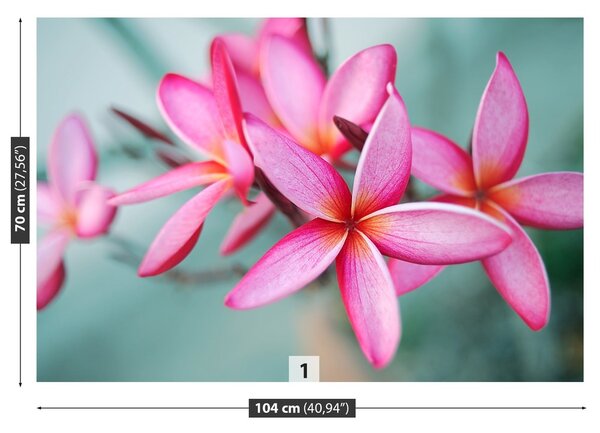 Fototapeta Vliesová Pink plumeria 104x70 cm