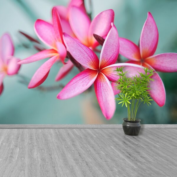 Fototapeta Vliesová Pink plumeria 104x70 cm