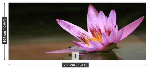 Fototapeta Vliesová Rybník lotos 250x104 cm