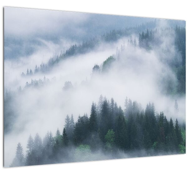 Obraz - Stromy v hmle (70x50 cm)