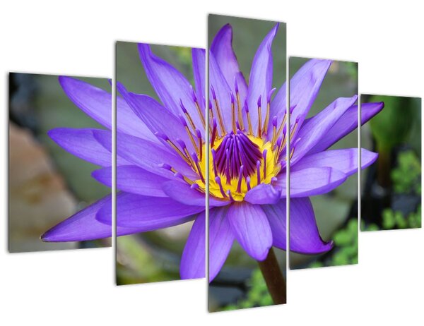 Obraz - Fialová kvetina (150x105 cm)