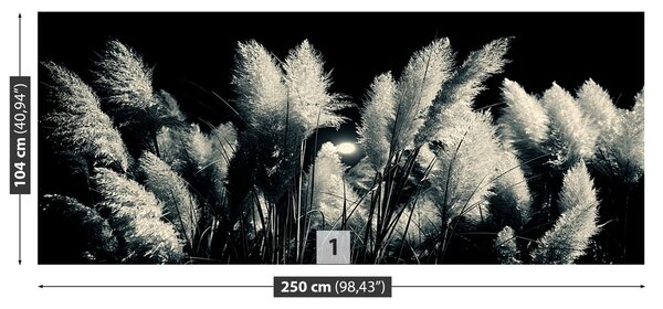 Fototapeta Vliesová Čierny trstina 250x104 cm