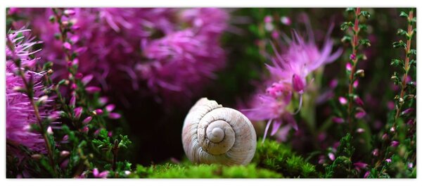 Obraz - Slimáková ulita (120x50 cm)