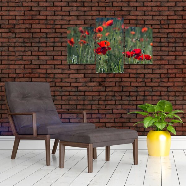 Obraz - Lúka s vlčími makmi (90x60 cm)