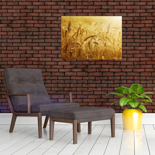 Obraz - Klasy obilia (70x50 cm)