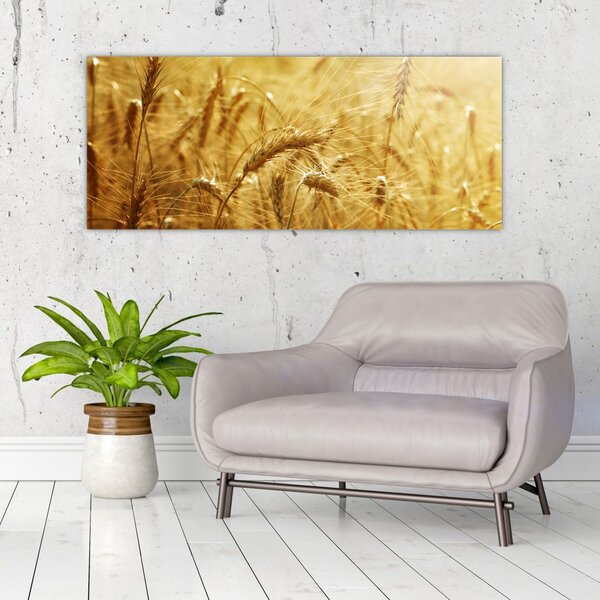 Obraz - Klasy obilia (120x50 cm)