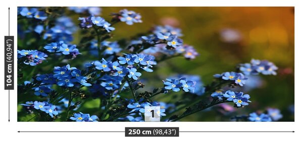 Fototapeta Vliesová Nezábudky 250x104 cm