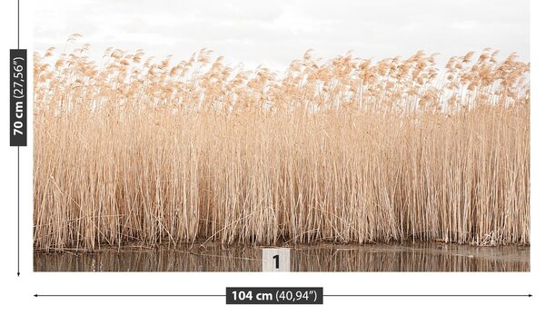 Fototapeta Vliesová Trstina rybník 104x70 cm