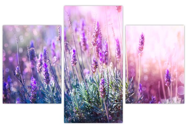 Obraz - Levanduľa vo trblietania slnka (90x60 cm)