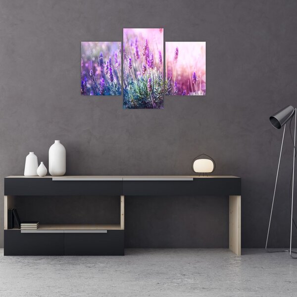 Obraz - Levanduľa vo trblietania slnka (90x60 cm)