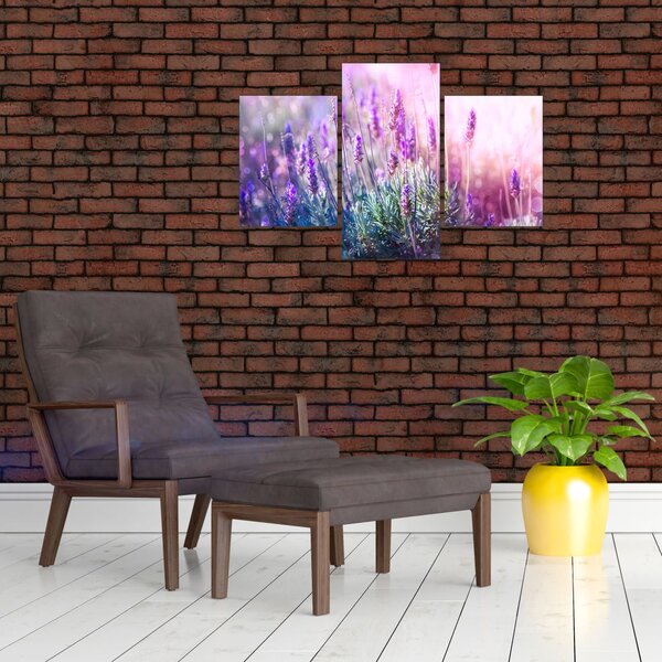 Obraz - Levanduľa vo trblietania slnka (90x60 cm)