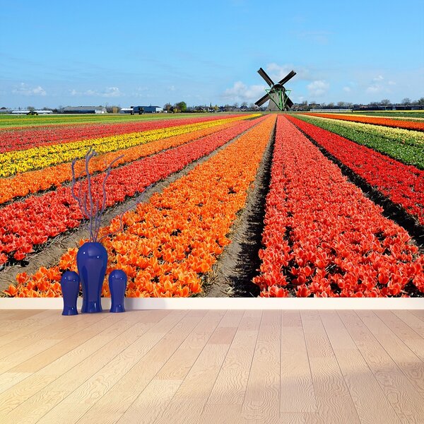 Fototapeta Vliesová Veterný mlyn tulipány 152x104 cm