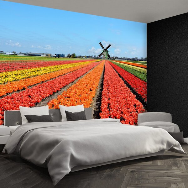 Fototapeta Vliesová Veterný mlyn tulipány 152x104 cm