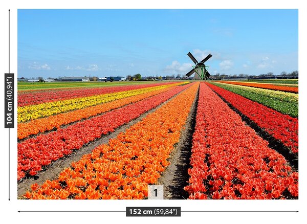 Fototapeta Vliesová Veterný mlyn tulipány 152x104 cm