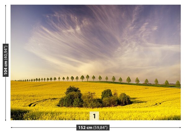 Fototapeta Vliesová Pole repky 152x104 cm