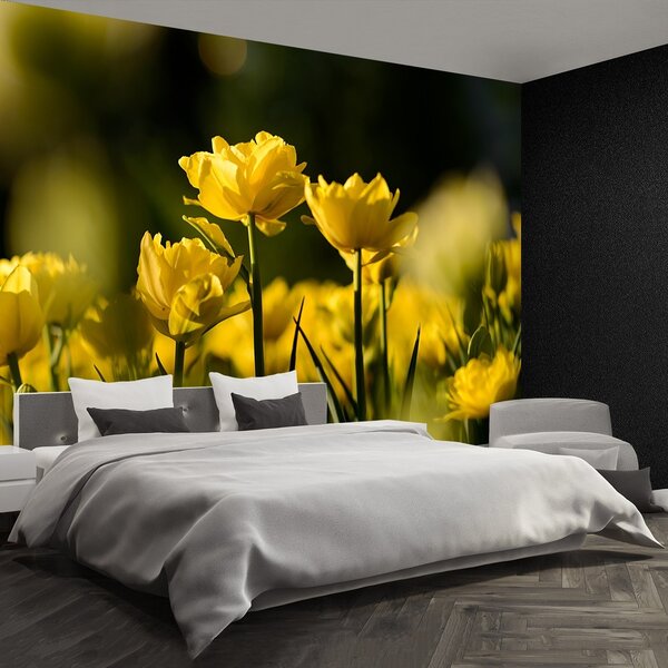 Fototapeta Vliesová Žltý tulipán 250x104 cm
