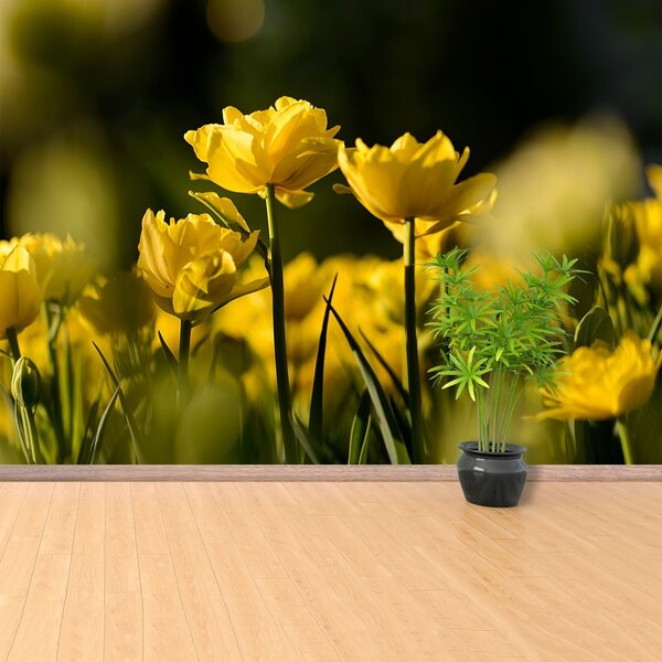 Fototapeta Vliesová Žltý tulipán 250x104 cm