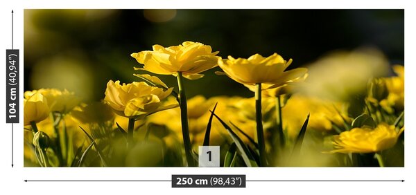 Fototapeta Vliesová Žltý tulipán 250x104 cm