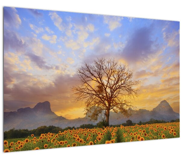 Obraz - Krajina so slnečnicami (90x60 cm)