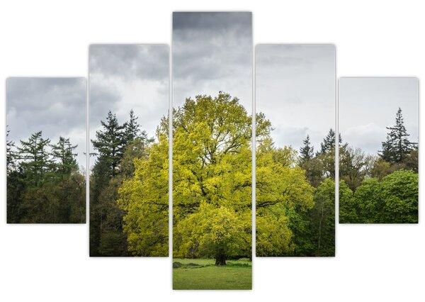 Obraz zeleného stromu uprostred poľa (150x105 cm)