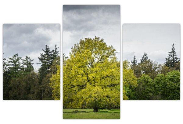 Obraz zeleného stromu uprostred poľa (90x60 cm)