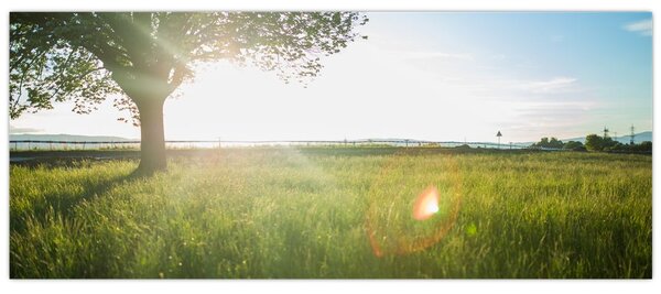 Obraz stromu v poli (120x50 cm)