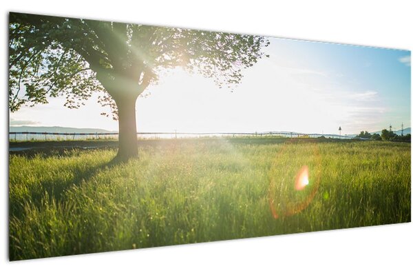 Obraz stromu v poli (120x50 cm)