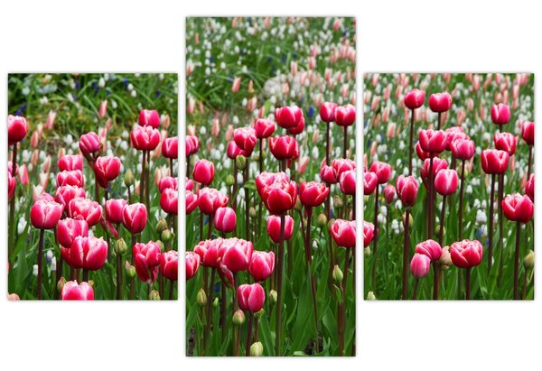Obraz tulipánov (90x60 cm)