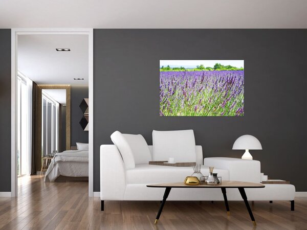 Obraz poľa s levanduľou (90x60 cm)