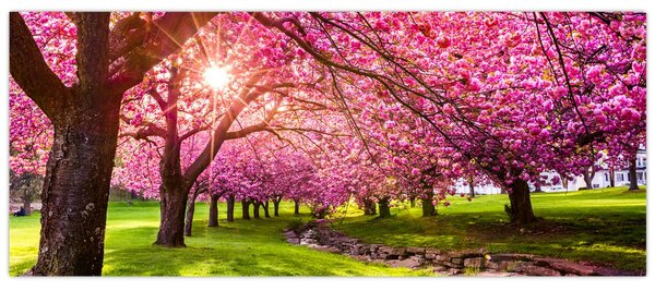 Obraz rozkvitnutých čerešní, Hurd Park, Dover, New Jersey (120x50 cm)