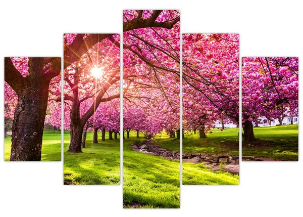 Obraz rozkvitnutých čerešní, Hurd Park, Dover, New Jersey (150x105 cm)