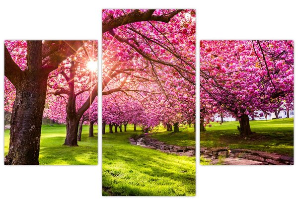 Obraz rozkvitnutých čerešní, Hurd Park, Dover, New Jersey (90x60 cm)