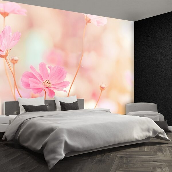 Fototapeta Vliesová Ružové kvety kozmu 152x104 cm